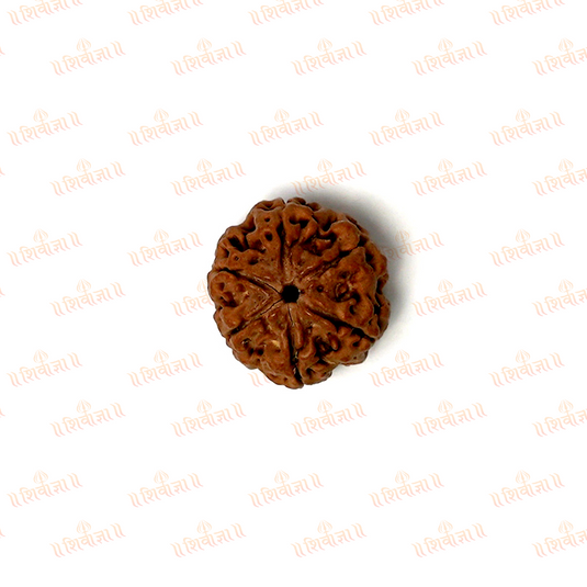 6 Mukhi Rudraksha