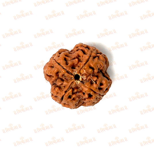 4 Mukhi Rudraksha