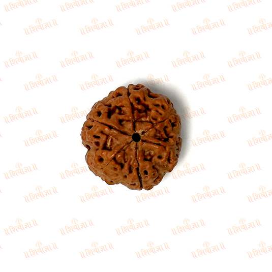 6 Mukhi Rudraksha