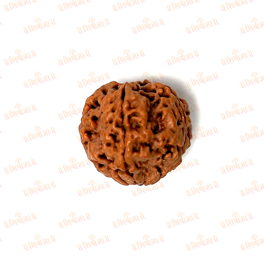 4 Mukhi Rudraksha