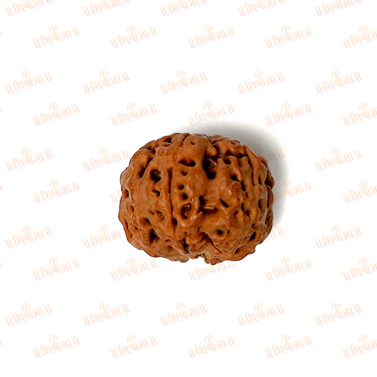 6 Mukhi Rudraksha