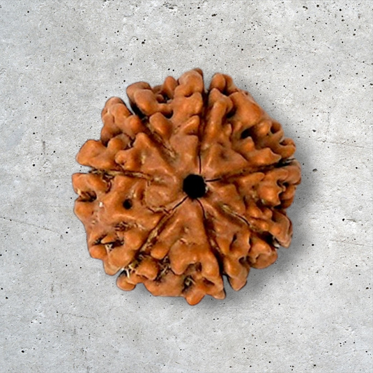 7 Mukhi Rudraksha