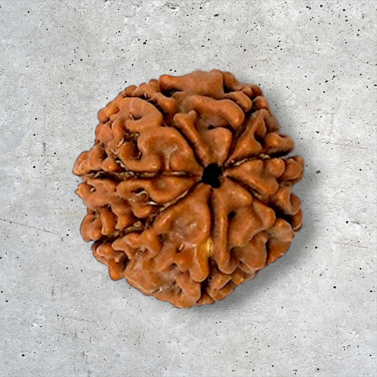 7 Mukhi Rudraksha