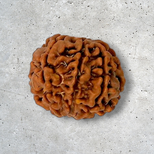 7 Mukhi Rudraksha