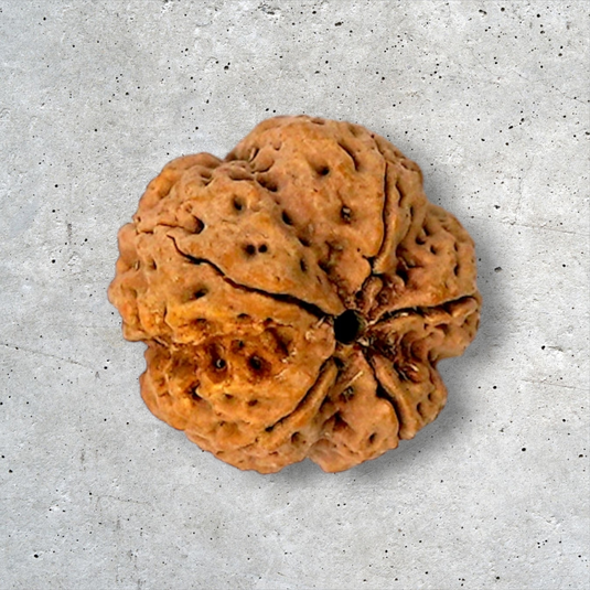 5 Mukhi Rudraksha