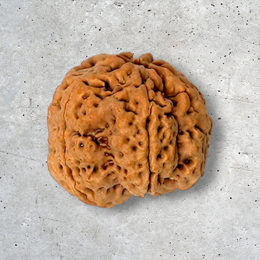 5 Mukhi Rudraksha