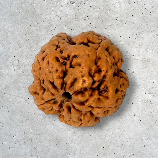 5 Mukhi Rudraksha