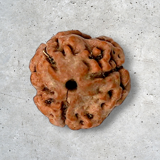 3 Mukhi Rudraksha