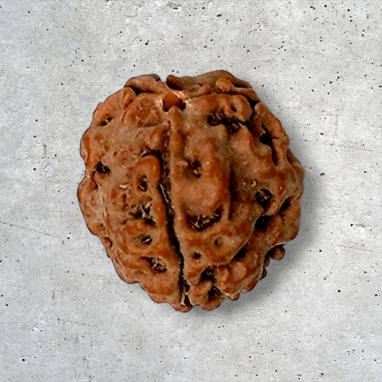 3 Mukhi Rudraksha