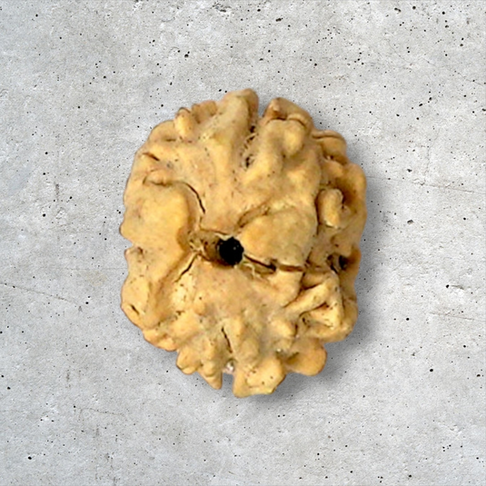 2 Mukhi Rudraksha