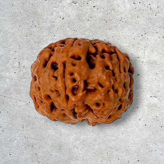 6 Mukhi Rudraksha