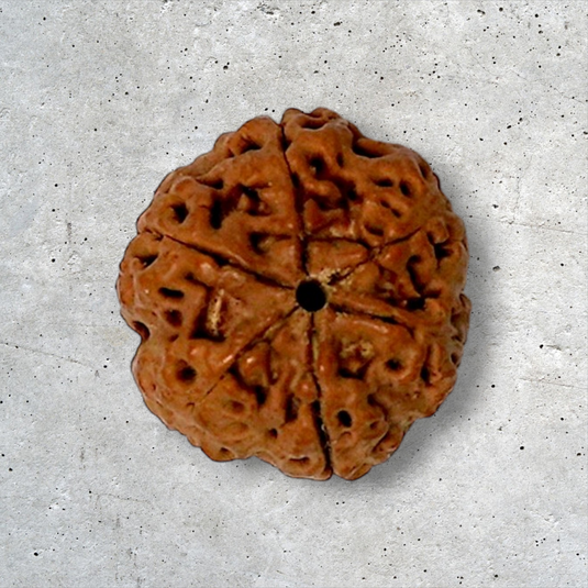 6 Mukhi Rudraksha