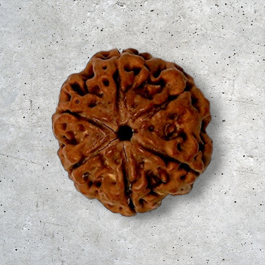 6 Mukhi Rudraksha