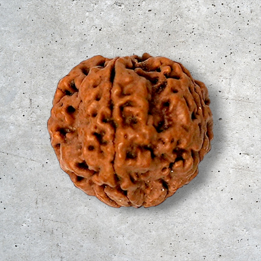 4 Mukhi Rudraksha