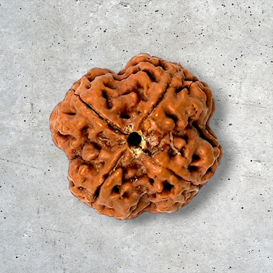 4 Mukhi Rudraksha