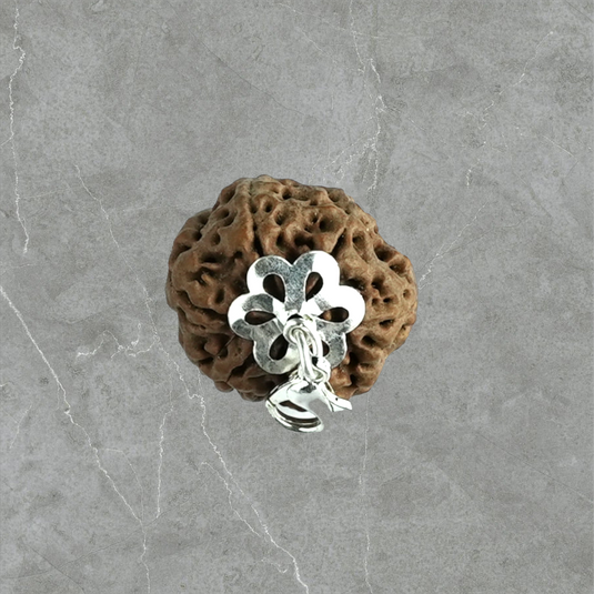 6 Mukhi Rudraksha