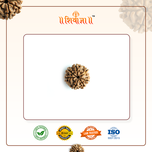 7 Mukhi Rudraksha