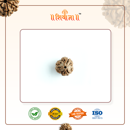 3 Mukhi Rudraksha