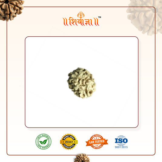 2 Mukhi Rudraksha