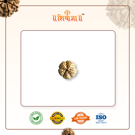 5 Mukhi Rudraksha